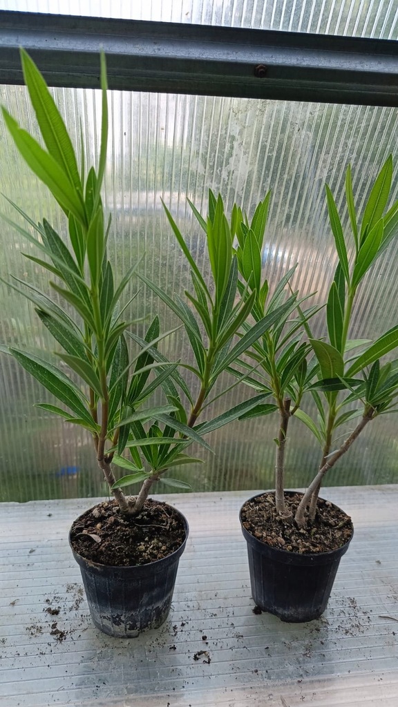 OLEANDER-bialy-podwojny-MOUNT-BLANC-pachnacy-ukorzeniona-sadzonka-Producent-inny