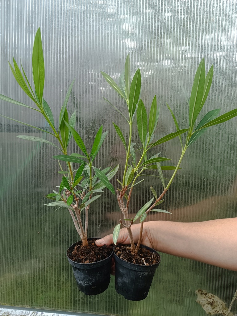 OLEANDER-lososiowy-pelny-PROVENCE-ukorzeniona-sadzonka-Producent-inny