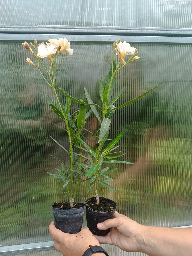 OLEANDER-zolty-pelny-LUTEUM-PLENUM-ukorzeniona-sadzonka-KWITNIE-Kod-producenta-O02