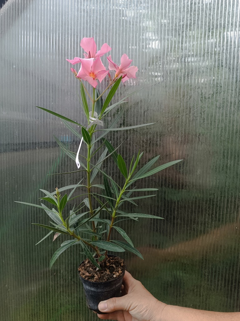 OLEANDER-rozowo-lososiowy-pojedynczy-SOLEI-LEWANT-sadzonka-kwitnaca-Producent-inny