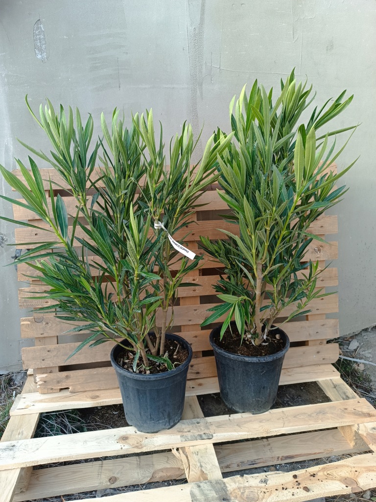 OLEANDER-bialy-pelny-ALBUM-PLENUM-gesty-krzak-Producent-nieznany-producent