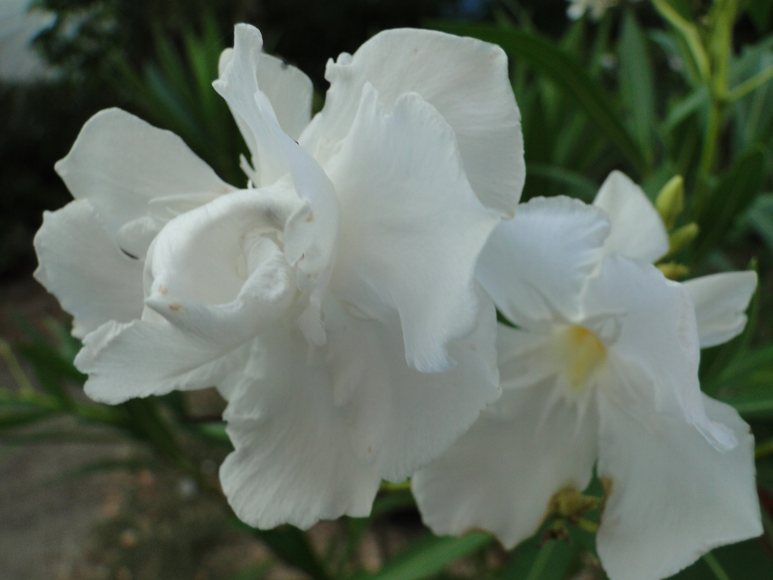 OLEANDER-bialy-pelny-ALBUM-PLENUM-gesty-krzak